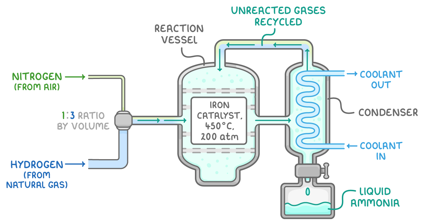 Nitrogen and hydrogen, mixed 1:3 by volume, enter a reaction vessel with an iron catalyst at 450 °C and 200 atm; a pipe takes the gases to a condenser, which collects liquid ammonia, and unreacted gases are recycled.