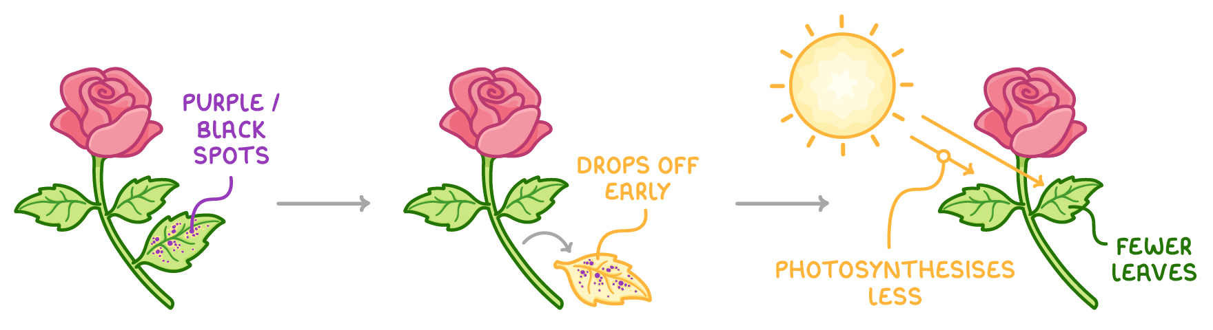 Three stages of a rose plant: a leaf with purple / black spots, then the leaf turning yellow and dropping off early, then the plant with fewer leaves photosynthesises less in sunshine.