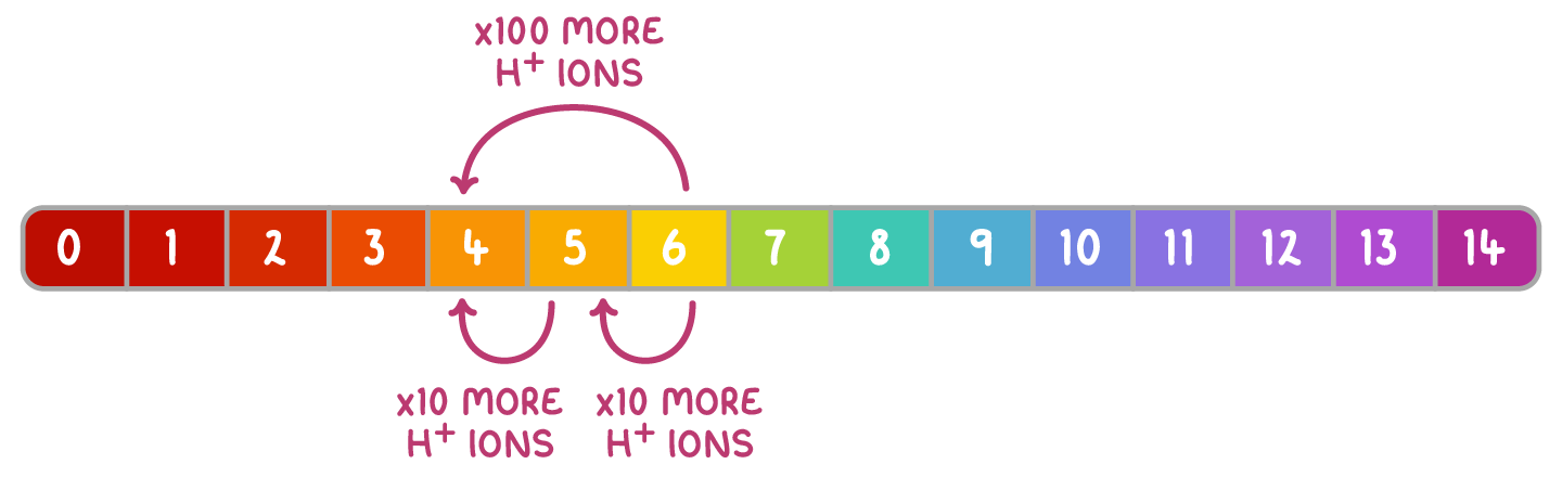 A pH scale from 0 to 14 has single-step arrows from 6 to 5 and 5 to 4 labelled x10 more H+ ions, and one from 6 to 4 labelled x100 more H+ ions.