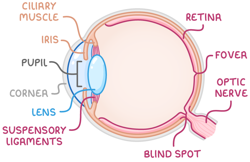 A side cross-section of the eye labelled ciliary muscle, iris, pupil, cornea, lens, suspensory ligaments, retina, fovea, optic nerve and blind spot, with the pink retina lining the inside back.