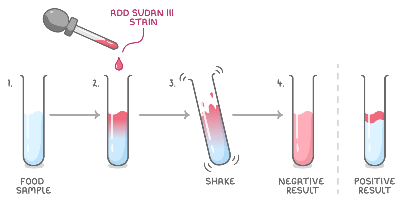 A dropper adds Sudan III stain to a food sample, the tube is shaken, and an evenly pink tube labelled negative result stands beside a tube with a red top layer labelled positive result.