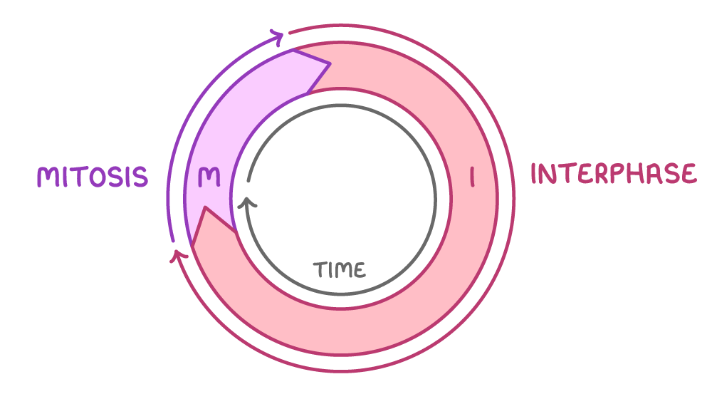 A ring split into two arcs, a large pink one labelled interphase with an I and a smaller purple one labelled mitosis with an M, around an arrow circling a central time label.