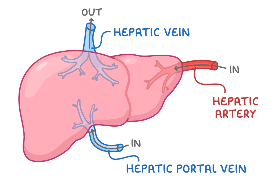 A liver labelled hepatic vein leaving the top marked out, hepatic artery entering from the right marked in, and hepatic portal vein entering from below marked in.
