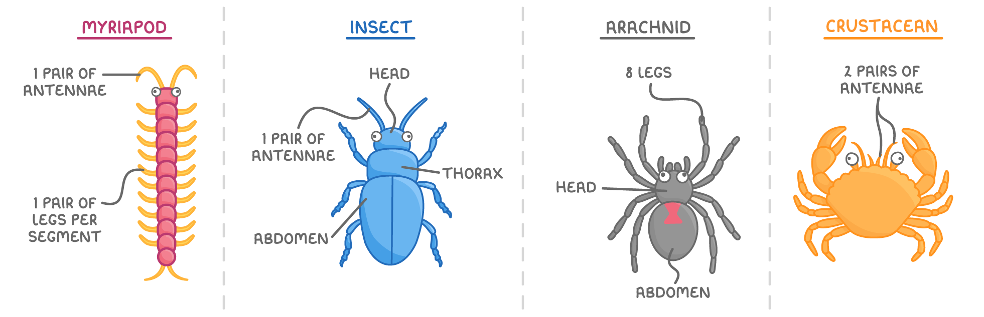 Four panels: myriapod, a centipede labelled 1 pair of legs per segment; insect, a beetle labelled head, thorax and abdomen; arachnid, a spider labelled 8 legs; crustacean, a crab labelled 2 pairs of antennae.