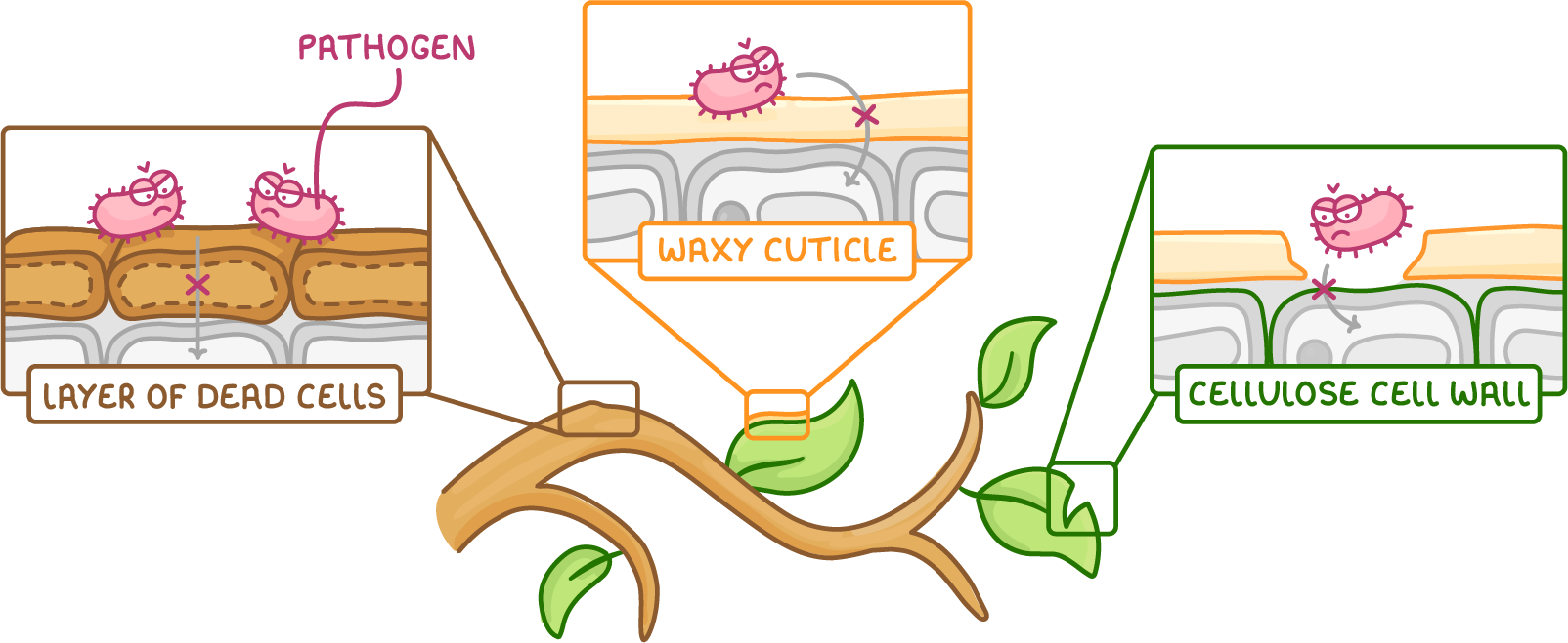 A leafy branch with three close-ups, labelled layer of dead cells on the stem, waxy cuticle and cellulose cell wall on the leaves, each showing a cartoon pathogen blocked by a cross.