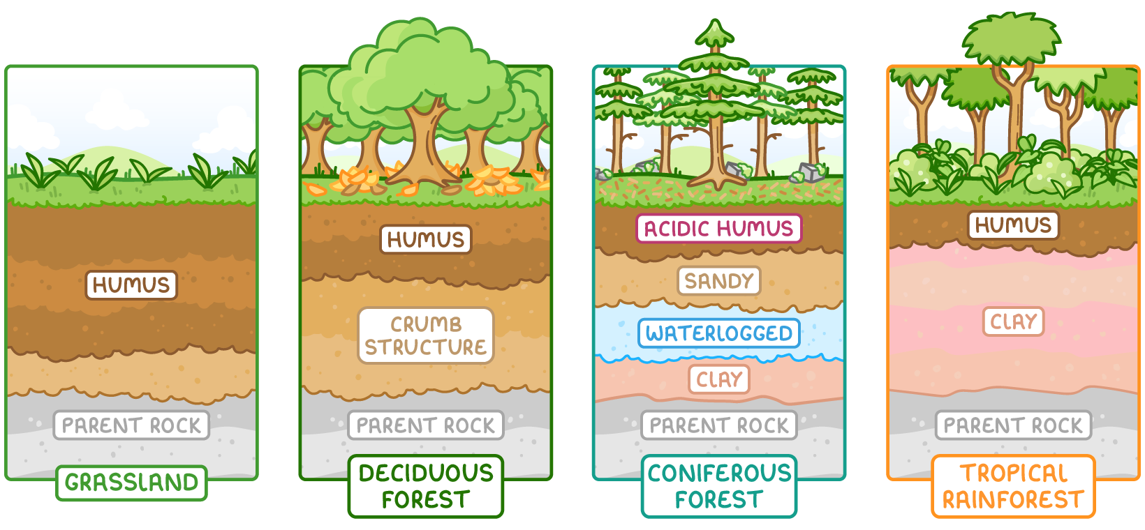 Four soil profiles side by side, each with its plants on top and parent rock at the bottom. Grassland has a thick humus layer. Deciduous forest has humus over soil with a crumb structure. Coniferous forest has acidic humus over sandy, waterlogged and clay layers. Tropical rainforest has a thin humus layer over a deep layer of clay.