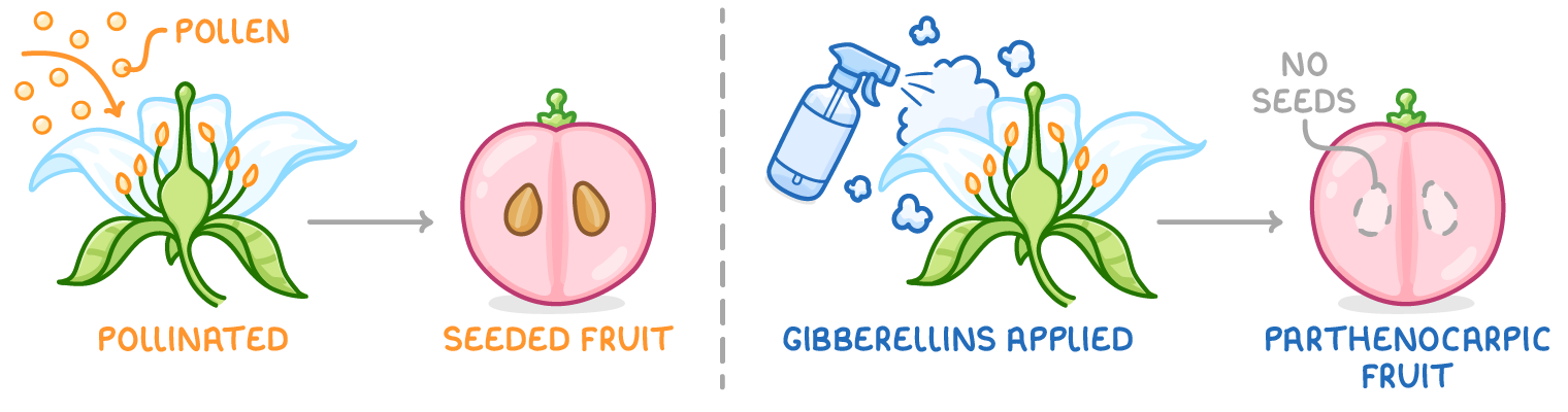 Two halves: a flower dusted with pollen labelled pollinated gives a cut fruit labelled seeded fruit; a flower being sprayed, labelled gibberellins applied, gives a fruit labelled no seeds and parthenocarpic fruit.