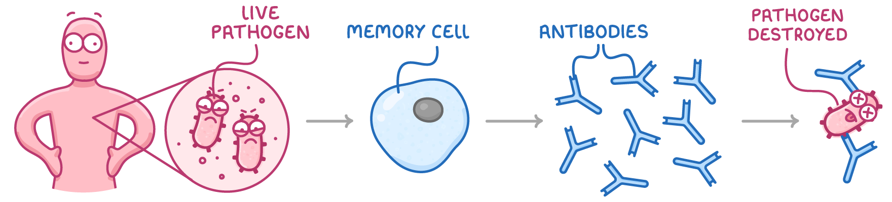 A person, with a close-up circle of microbes labelled live pathogen, then arrows through a memory cell, a scatter of antibodies, and a microbe with antibodies stuck to it labelled pathogen destroyed.