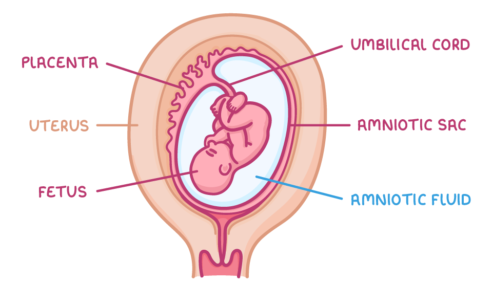 A foetus curled inside the uterus with the placenta in the uterus wall and the umbilical cord joining them, labelled placenta, uterus, foetus, umbilical cord, amniotic sac and amniotic fluid.
