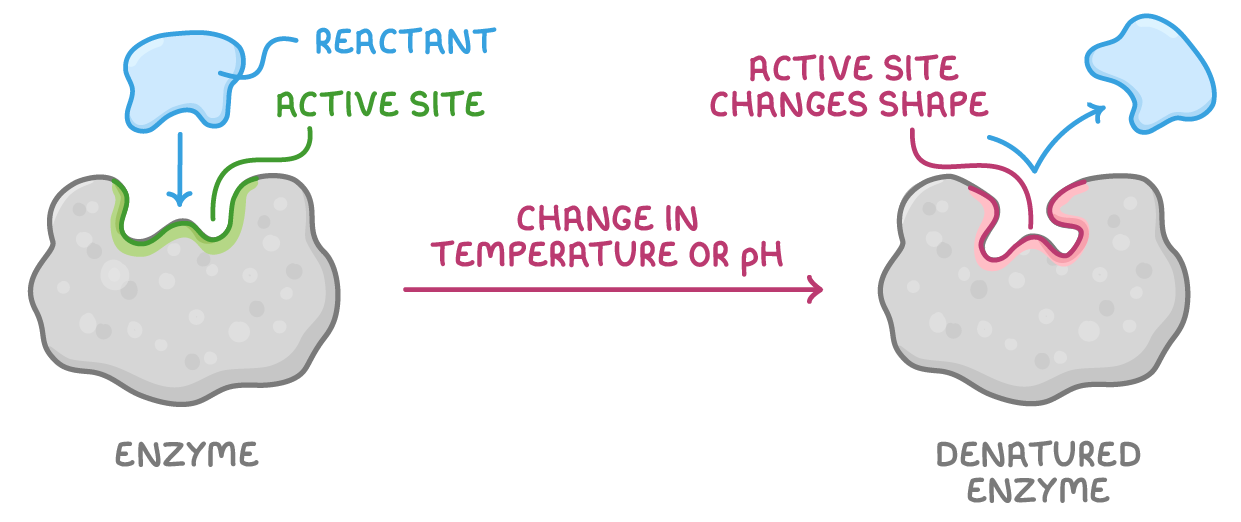 An enzyme with a reactant dropping into its green active site, then an arrow labelled change in temperature or pH to a denatured enzyme whose active site has changed shape, so the reactant no longer fits.