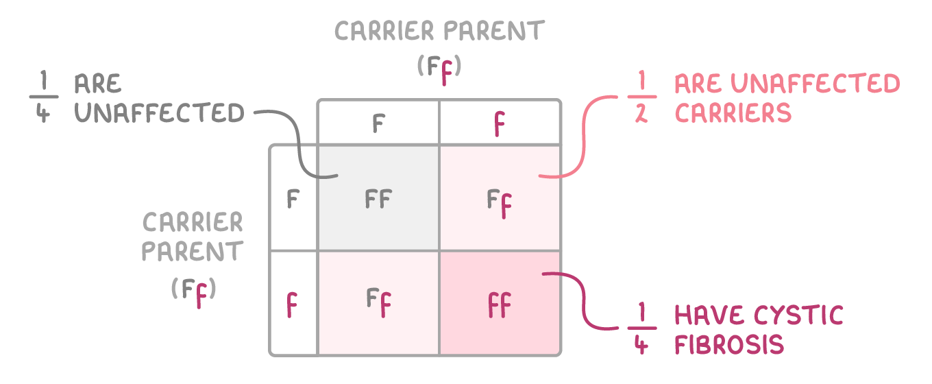 A two-by-two Punnett square between two parents each labelled carrier parent (Ff), its cells FF, Ff, Ff and ff annotated 1/4 are unaffected, 1/2 are unaffected carriers and 1/4 have cystic fibrosis.