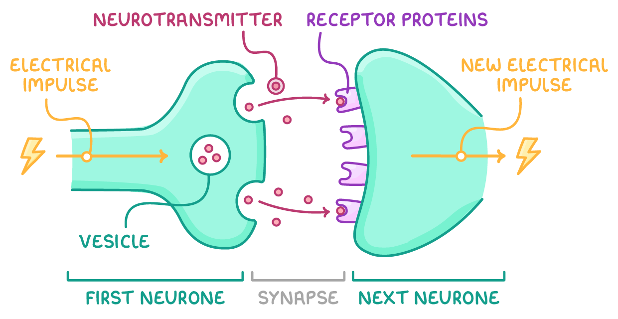 Two neurone endings across a gap, one holding a vesicle of dots that cross to shaped sites on the far membrane, labelled electrical impulse, vesicle, neurotransmitter, receptor proteins, first neurone, synapse and next neurone.