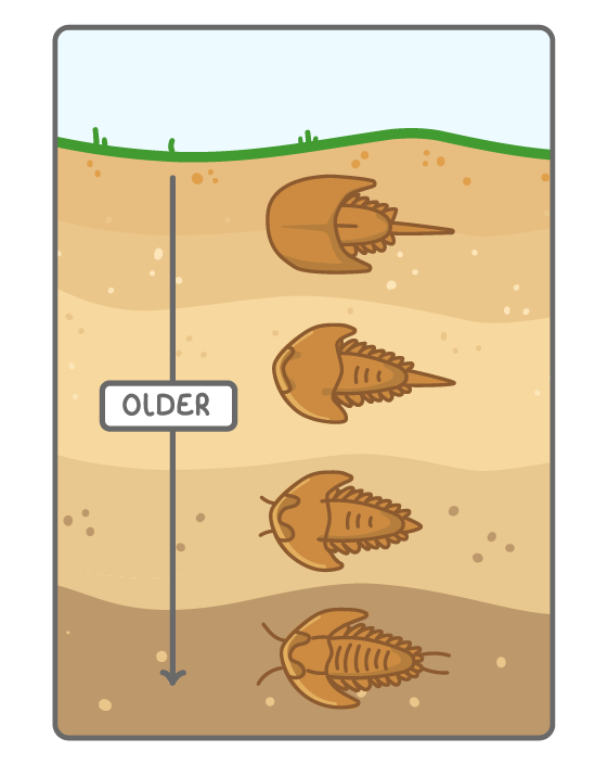 A cut-away of rock layers under grass, with four trilobite-like fossils at different depths, the deeper ones larger and more complete, and a downward arrow beside them marked older.