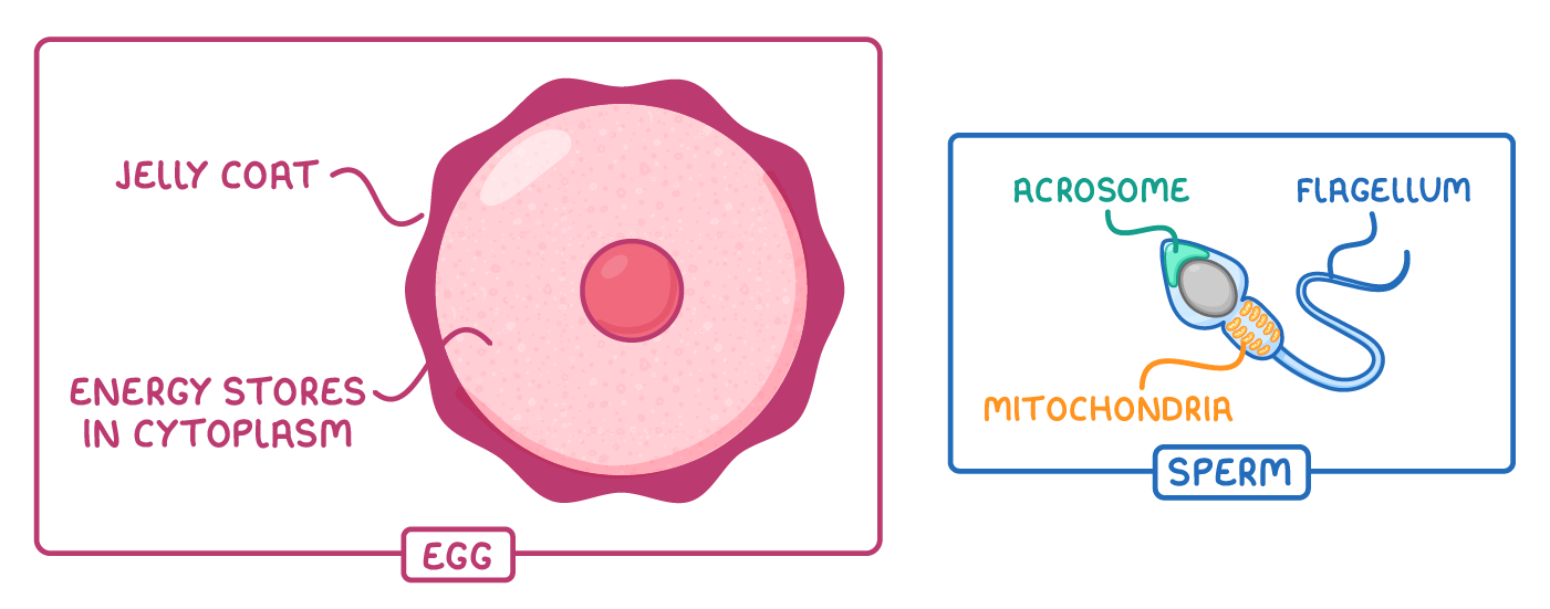 A large round egg labelled jelly coat and energy stores in cytoplasm, drawn beside a much smaller sperm labelled acrosome, mitochondria and flagellum, each in its own box.