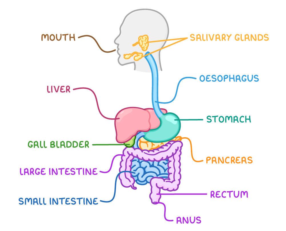 A human digestive system in outline with the mouth, salivary glands, oesophagus, liver, stomach, gall bladder, pancreas, small intestine, large intestine, rectum and anus labelled, each organ drawn in a different colour.
