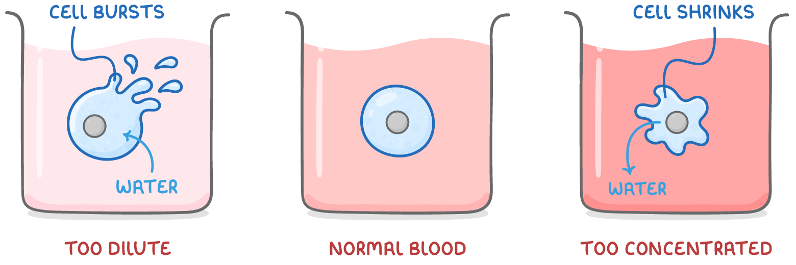 Three beakers of pink fluid labelled too dilute, normal blood and too concentrated, holding a cell bursting with water arrows in, a round cell, and a shrunken cell with water leaving.