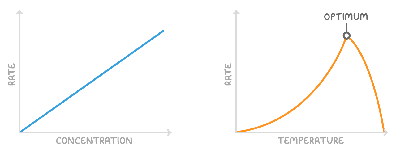 Two graphs of rate: against concentration, a blue straight line rises steadily from the origin; against temperature, an orange curve rises gradually to a point labelled optimum, then falls steeply to zero.
