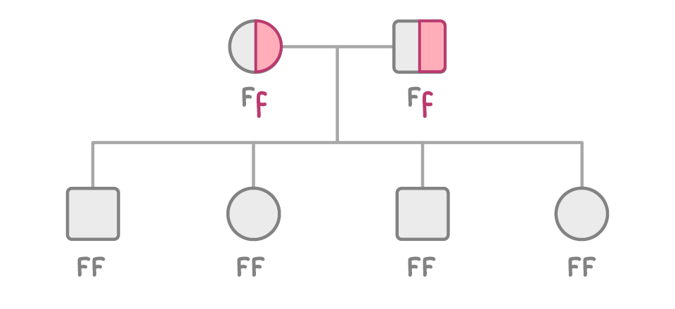 A family tree with two half-shaded carrier parents labelled Ff joined by a horizontal line, and four unshaded children below, two squares and two circles, each labelled FF.