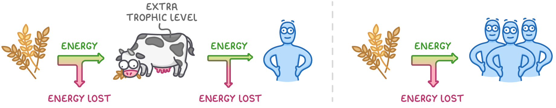 Wheat, a cow labelled extra trophic level, then a person, beside wheat feeding three people directly, with green energy arrows and pink arrows labelled energy lost at each step.