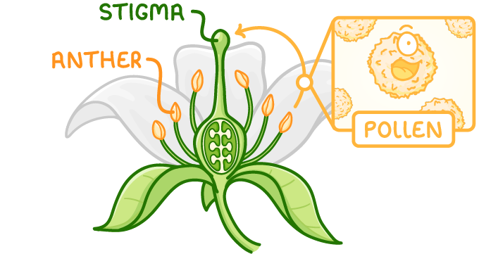 A flower cut open with an arrow curving from an anther, through a close-up box of round spiky pollen grains, to the tip of the stigma; labelled stigma, anther and pollen.