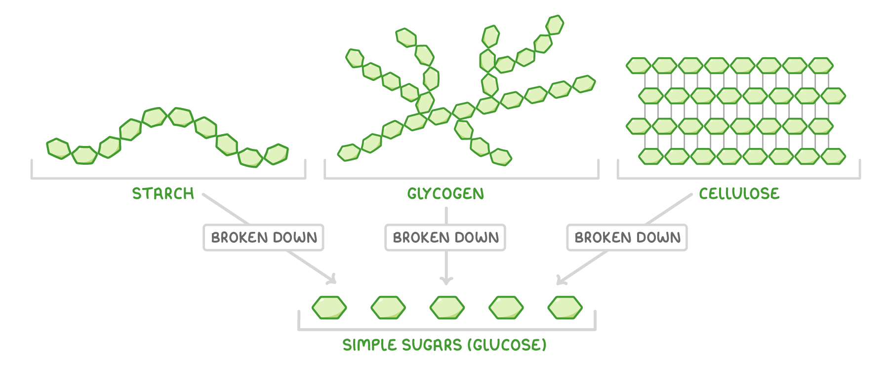 A wavy chain labelled starch, a branching chain labelled glycogen and stacked rows labelled cellulose, all made of green hexagons, with arrows marked broken down leading to hexagons labelled simple sugars (glucose).