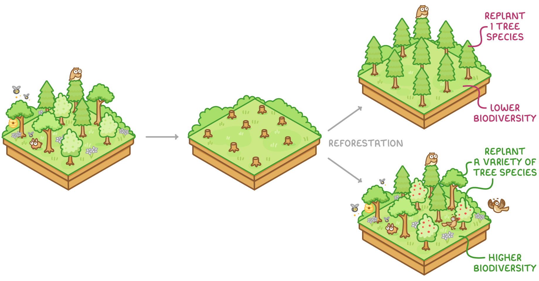 A varied woodland becomes a block of stumps, then reforestation splits into conifers only, labelled replant 1 tree species, lower biodiversity, and a mixed wood, labelled replant a variety of tree species, higher biodiversity.