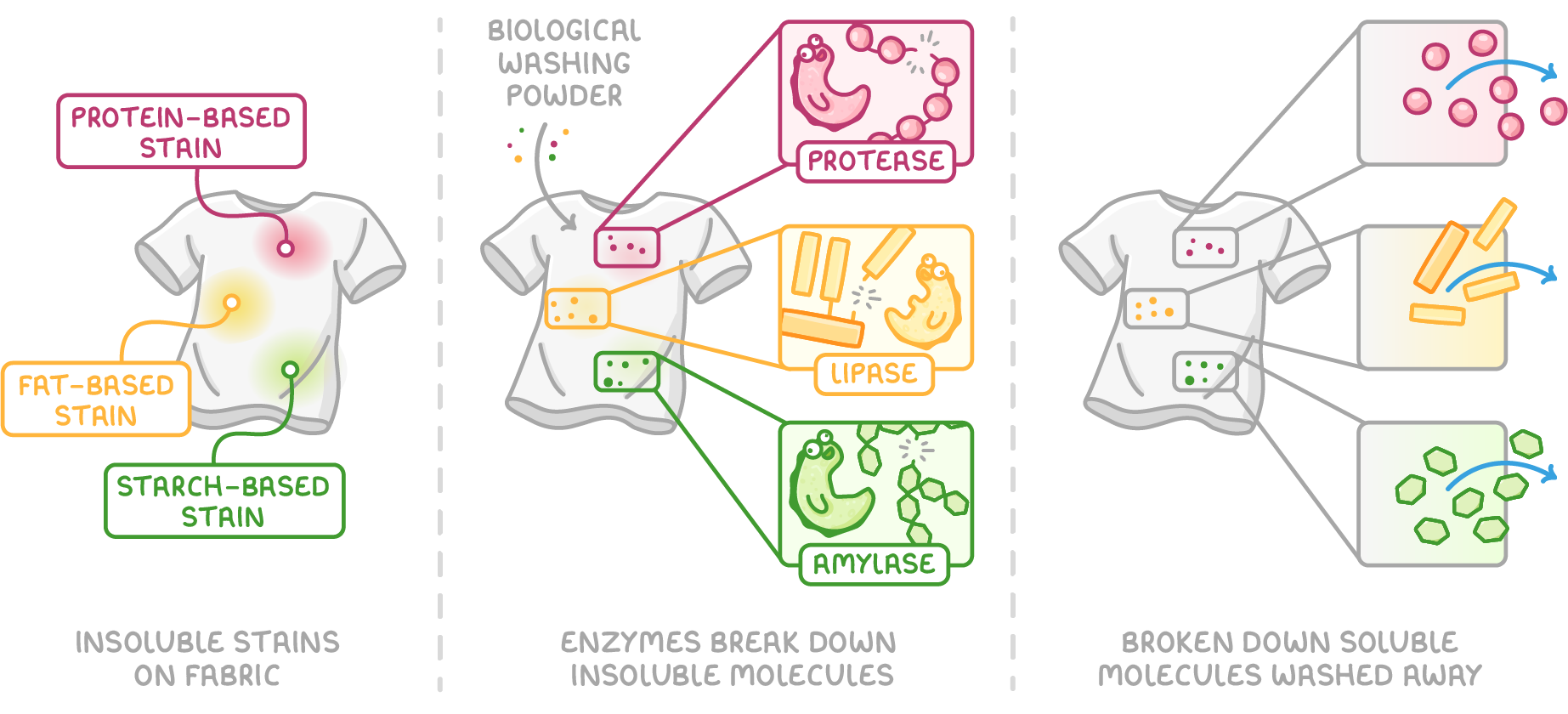 Three panels of a stained t-shirt: insoluble stains on fabric labelled protein-based, fat-based and starch-based; enzymes protease, lipase and amylase breaking the molecules; then broken down soluble molecules washed away.