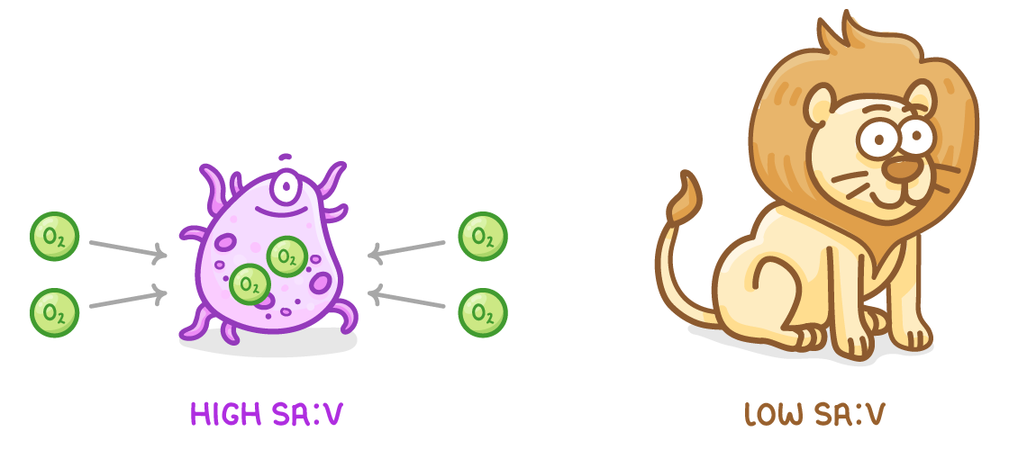 A single-celled organism with oxygen molecules arrowed in from both sides and two already inside, labelled high SA:V, beside a seated lion labelled low SA:V.