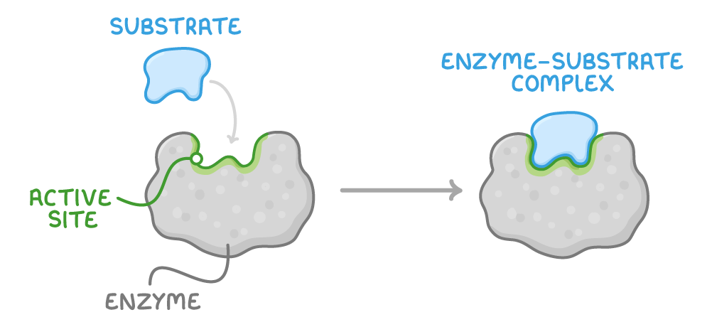 A grey blob labelled enzyme with a green notch labelled active site, and a blue shape labelled substrate dropping into it to give the pair joined and labelled enzyme-substrate complex.
