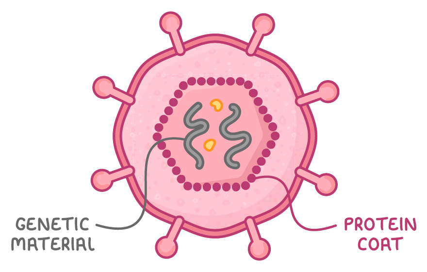 A round virus particle with knob-tipped spikes around its rim, cut open to show wavy strands inside a ringed core, labelled genetic material and protein coat.