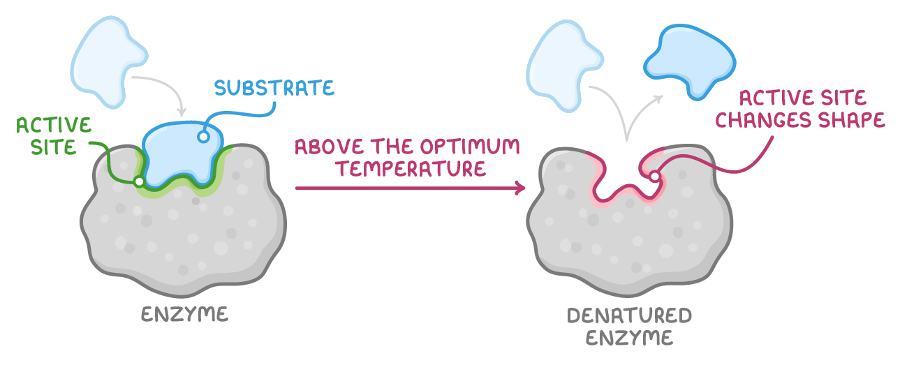 A substrate sitting in the green active site of an enzyme, with an arrow marked above the optimum temperature leading to a denatured enzyme whose active site changes shape and no longer fits.