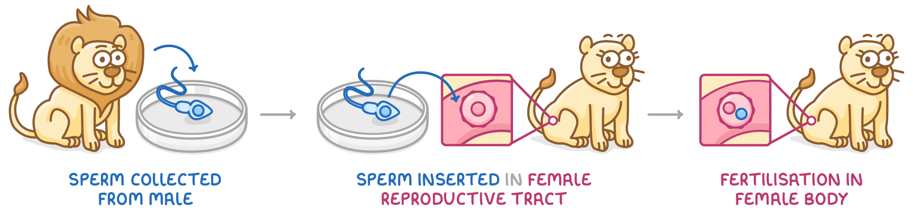 Three steps across arrows: a male lion beside a dish labelled sperm collected from male, then sperm inserted in female reproductive tract with a close-up of the lioness, then fertilisation in female body.