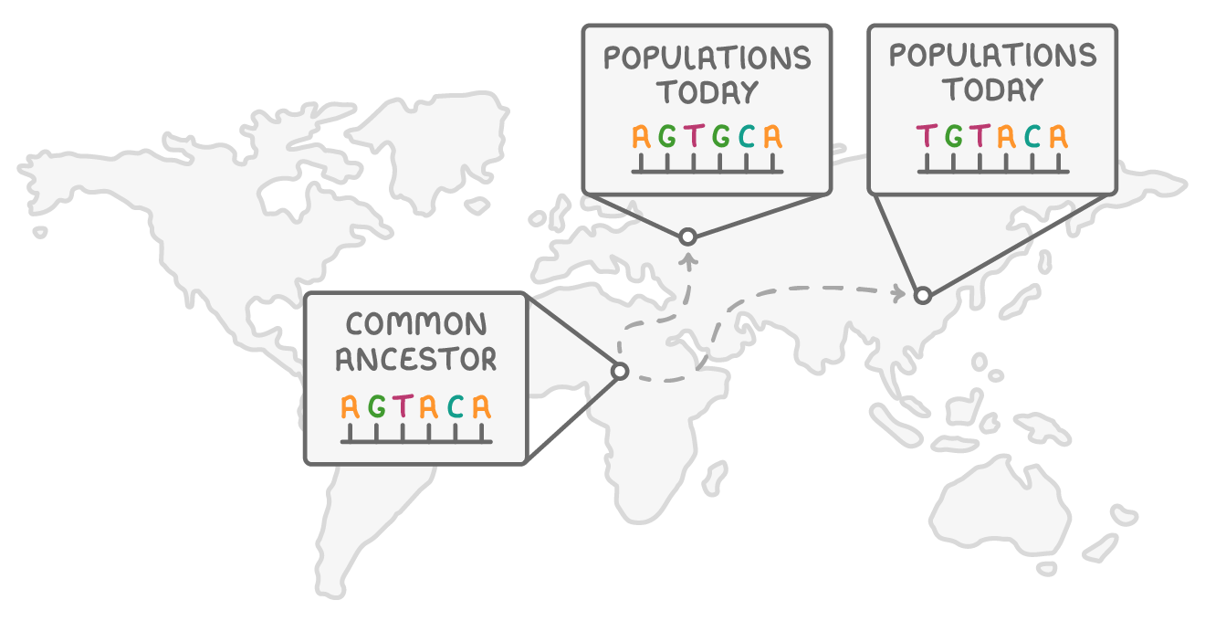 A pale world map with dashed arrows leading out of Africa, a box labelled common ancestor showing the bases AGTACA, and two boxes labelled populations today showing AGTGCA and TGTACA with single bases differing.