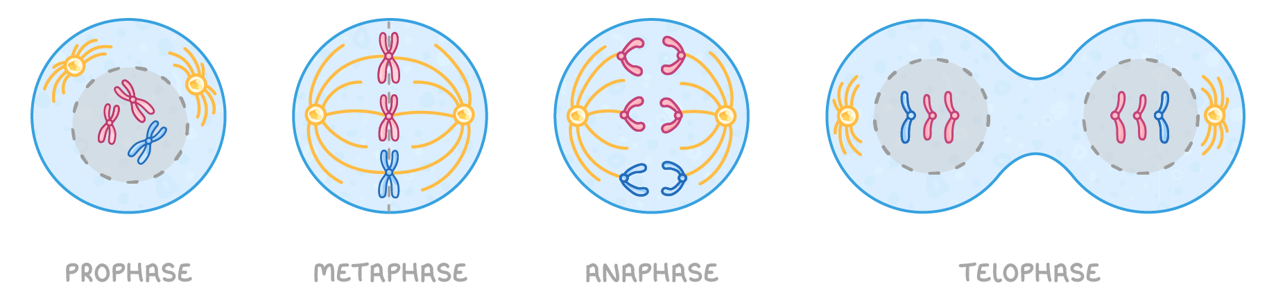 Four cells labelled prophase, metaphase, anaphase and telophase: chromosomes inside a dashed nucleus, lined up across the centre on spindle fibres, pulled to opposite ends, then two nuclei in a pinching cell.