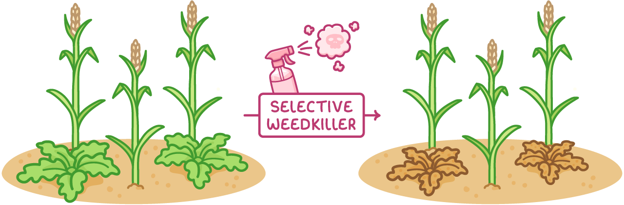 Two patches of soil, each with narrow-leaved cereal plants and broad-leaved weeds; a spray bottle labelled selective weedkiller points from one to the other, where only the weeds have turned brown.