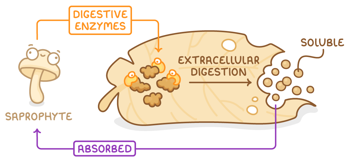 A mushroom labelled saprophyte sends digestive enzymes onto a dead leaf, where an arrow labelled extracellular digestion leads to small round pieces labelled soluble, with an arrow labelled absorbed running back to the mushroom.