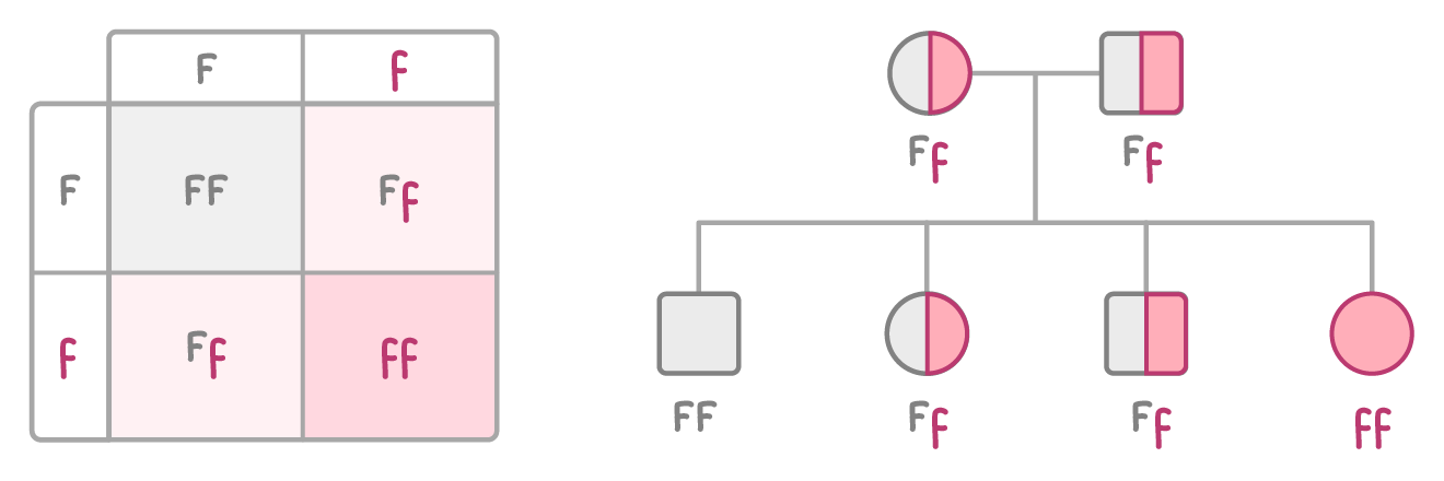 A two-by-two Punnett square giving FF, Ff, Ff and ff from F and f gametes, next to a family tree of two Ff parents with children labelled FF, Ff, Ff and ff.