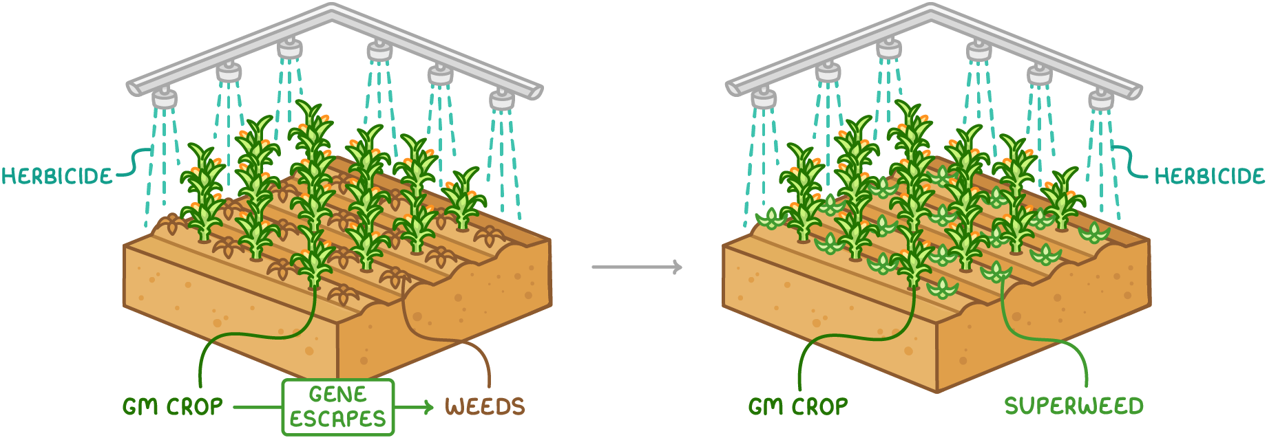 Two field blocks, where in the first a herbicide-sprayed GM crop has an arrow labelled gene escapes pointing to dead weeds, and in the second those weeds survive the spray and are labelled superweed.