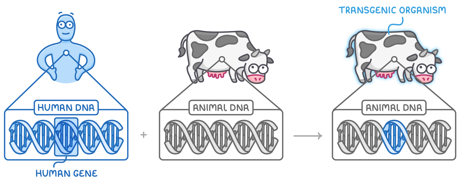 A person and a cow side by side, the person's DNA showing a highlighted human gene that is added to the cow's animal DNA, giving a glowing cow labelled transgenic organism.