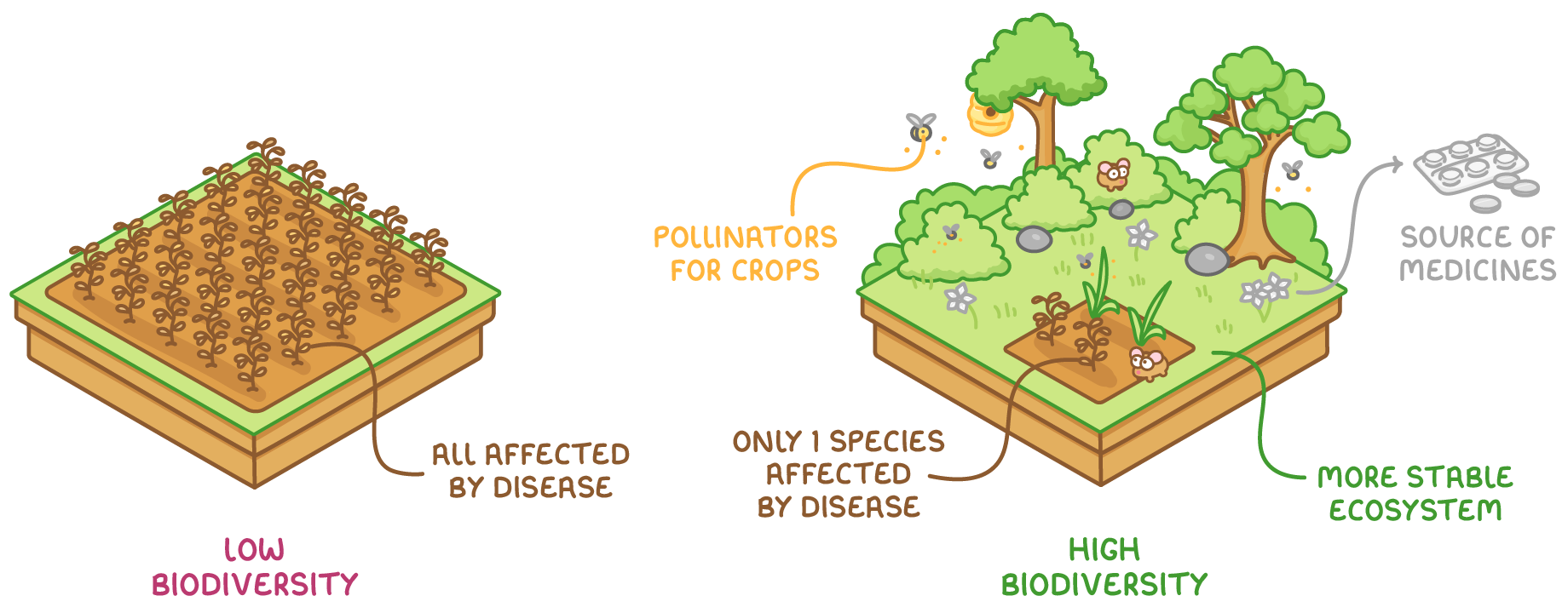 Two blocks of ground: a single crop labelled low biodiversity and all affected by disease, and a mixed woodland labelled high biodiversity, pollinators for crops, source of medicines and more stable ecosystem.