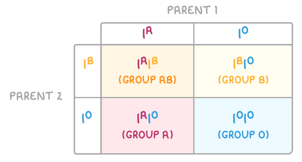 Punnett square with parent 1's I^A and I^o along the top and parent 2's I^B and I^o down the side, the cells labelled group AB, group B, group A and group O.
