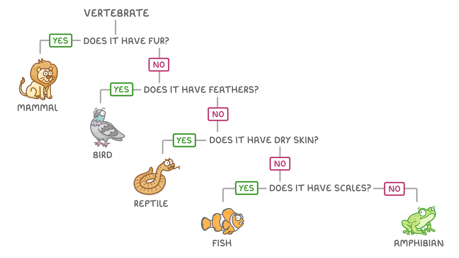 A branching key starting at vertebrate, asking does it have fur?, feathers?, dry skin? and scales?, with each yes reaching a drawing labelled mammal, bird, reptile or fish, and the last no reaching amphibian.