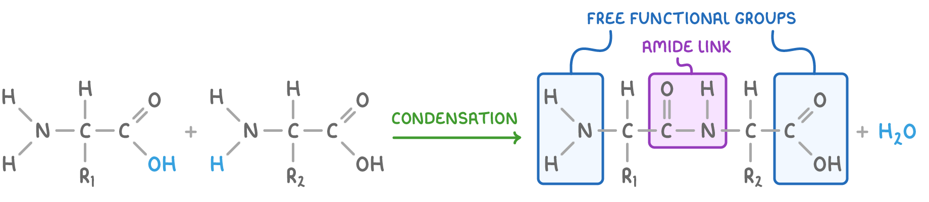 Two amino acid structures with side chains R1 and R2, an arrow labelled condensation, and the joined molecule with its join boxed as amide link and its ends boxed as free functional groups, plus water.