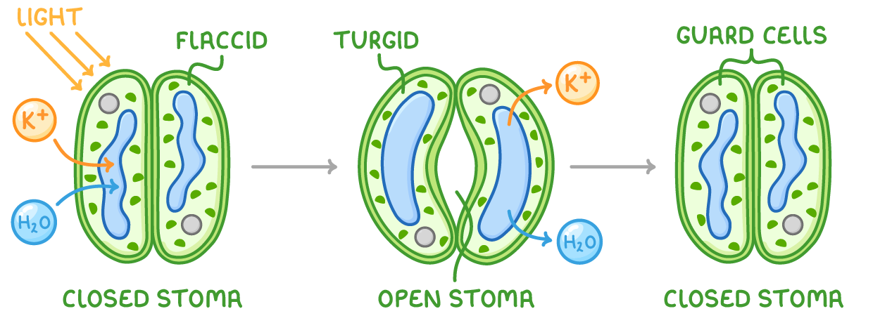 Three stages of a stoma in a row: closed with flaccid guard cells taking in potassium ions and water under light, open with turgid guard cells losing them again, then closed once more.