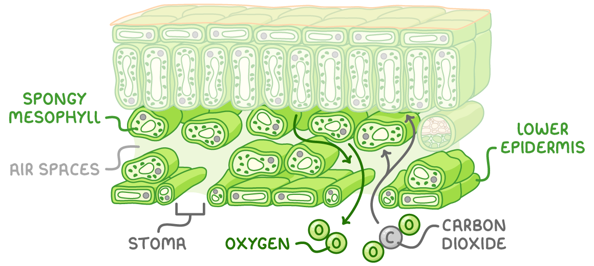 A leaf cross-section with the lower half picked out, labelled spongy mesophyll, air spaces, stoma, and lower epidermis, with arrows showing carbon dioxide diffusing in through the stoma and oxygen diffusing out.