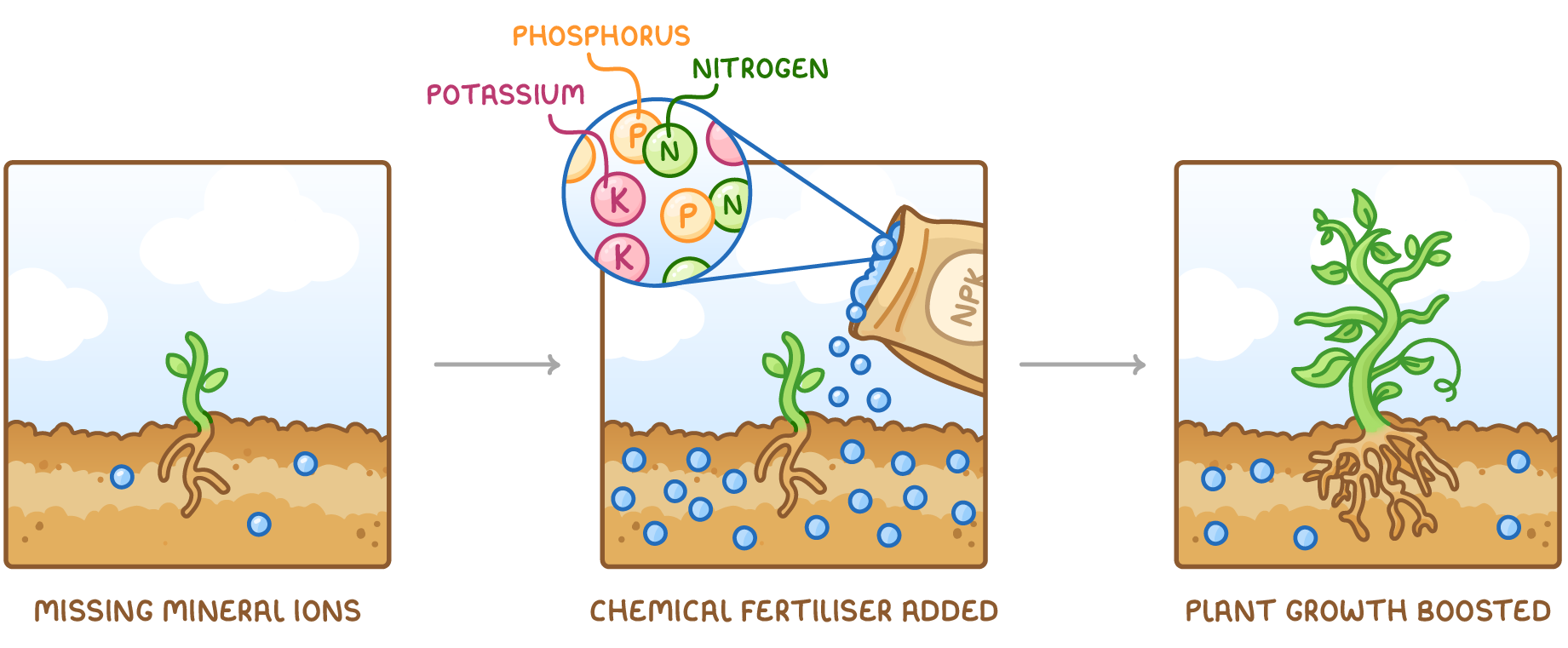 Three panels: a seedling labelled missing mineral ions, a sack of NPK fertiliser being poured with a close-up of potassium, phosphorus and nitrogen, and a big plant labelled plant growth boosted.