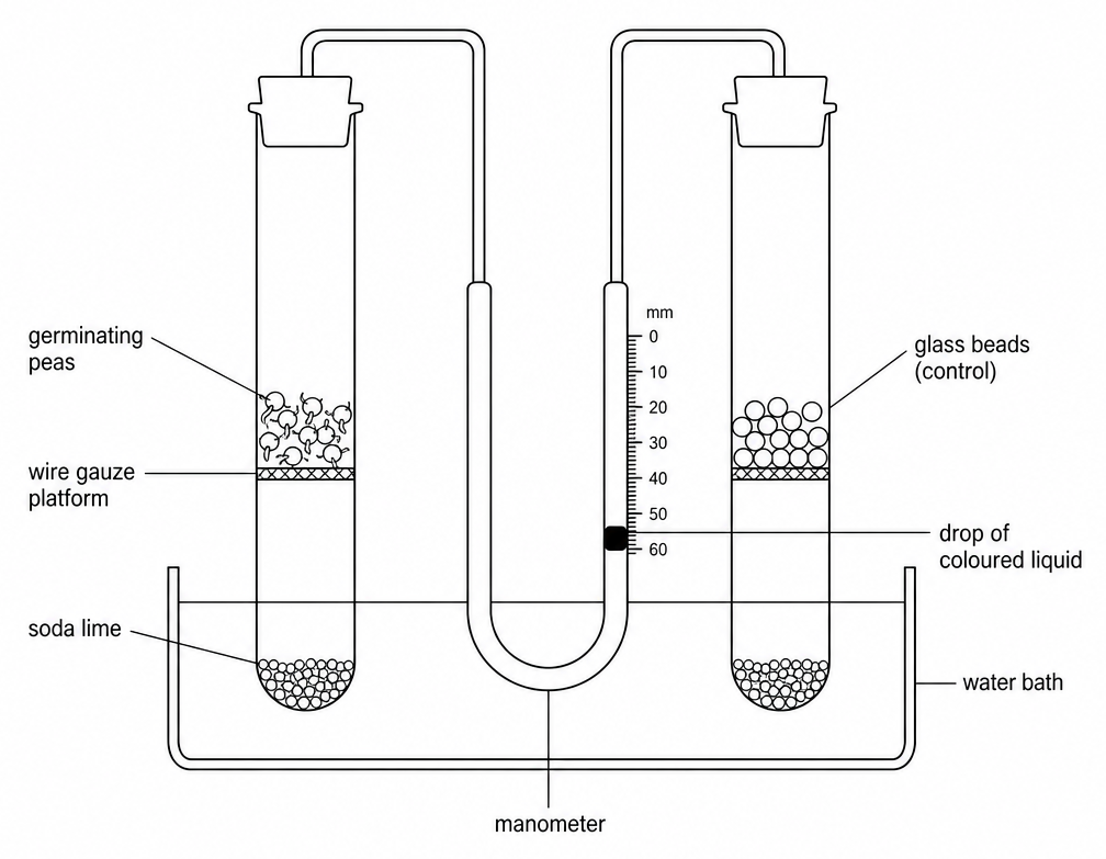 Two sealed test tubes in a water bath joined by a U-shaped manometer, labelled germinating peas, wire gauze platform, soda lime, glass beads (control), and drop of coloured liquid on a millimetre scale.