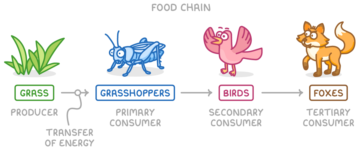 A food chain: grass, a grasshopper, a bird and a fox above named boxes joined by arrows, labelled producer, primary consumer, secondary consumer and tertiary consumer, with one arrow marked transfer of energy.