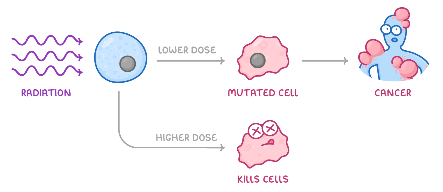 Purple waves labelled radiation hit a cell that branches two ways: lower dose to a mutated cell and then a lumpy figure labelled cancer, higher dose to a dead cell labelled kills cells.