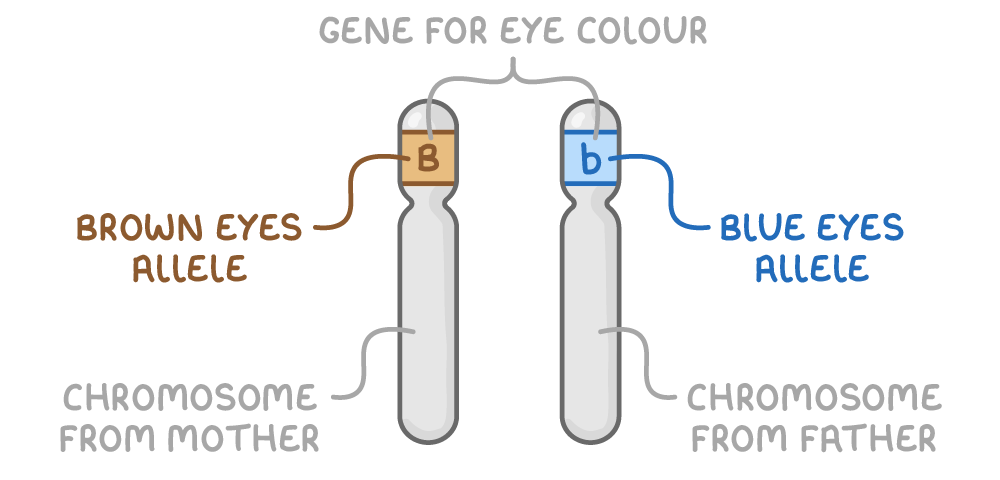 A pair of chromosomes, each with a band at the same position marked B or b, labelled gene for eye colour, brown eyes allele, blue eyes allele, chromosome from mother and chromosome from father.